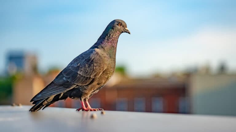 Pigeon and bird control services on the Central Coast
