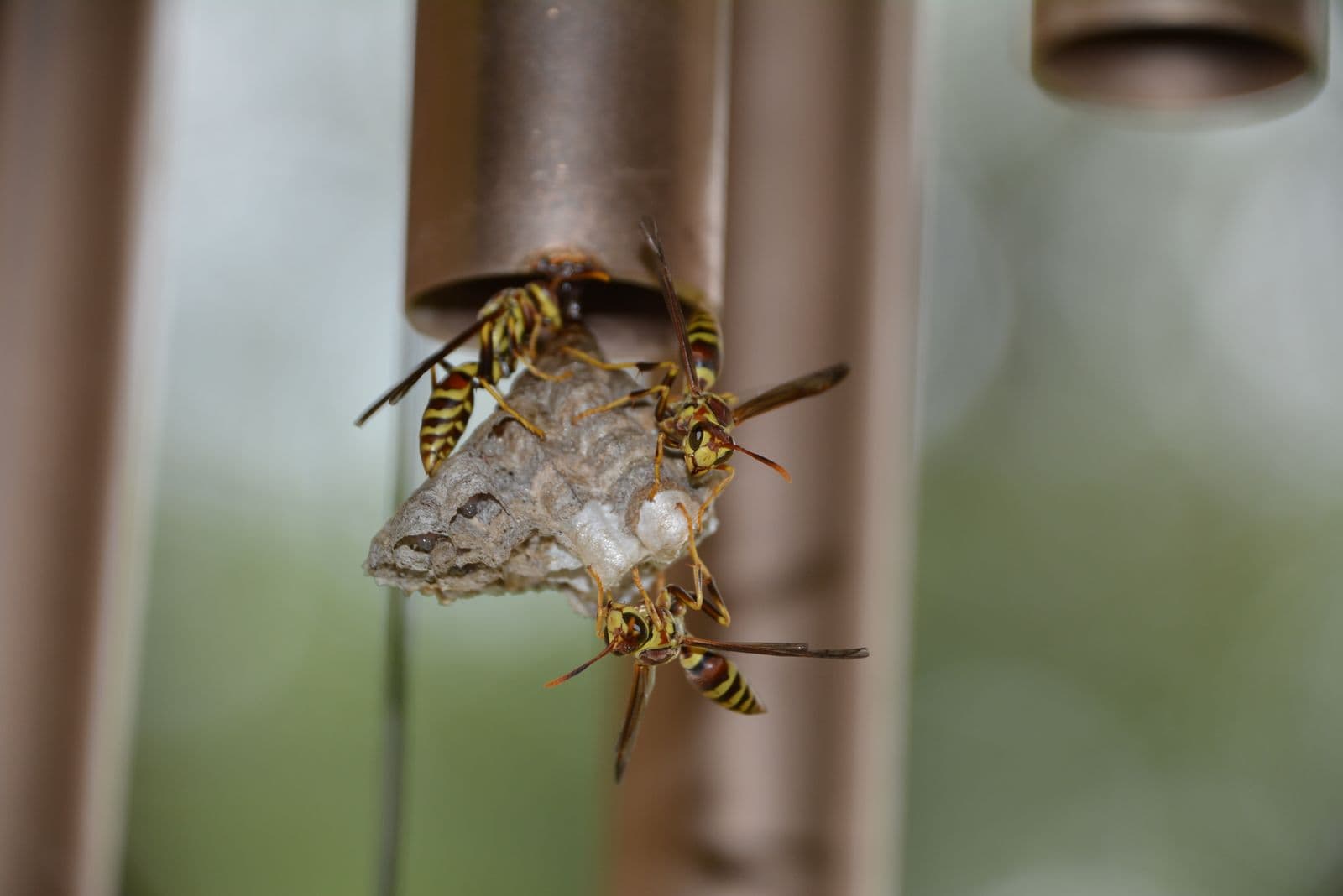 Paper wasps on a nest — wasp and hornet removal in Arroyo Grande